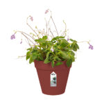 Loft Urban Green Wall Single