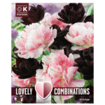 Bulbo Lovely Combinations Tulipán Bicolor-Granate