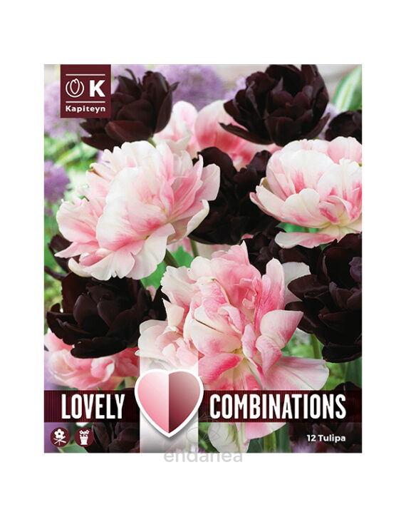 Bulbo Lovely Combinations Tulipán Bicolor-Granate