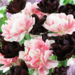 Bulbo Lovely Combinations Tulipán Bicolor-Granate