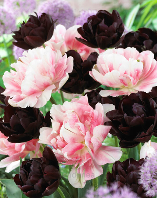 bulbo-lovely-combinations-tulipan-bicolor-granate-flores