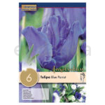 Bulbo Tulipán Papagayo Blue Parrot