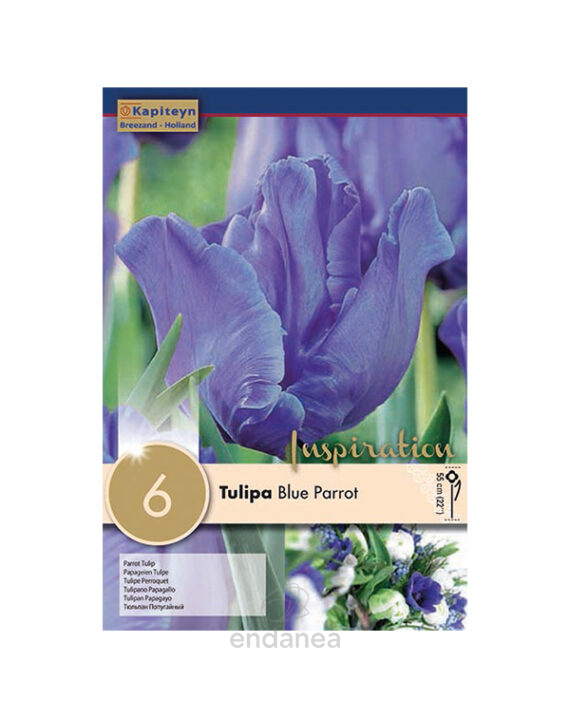 Bulbo Tulipán Papagayo Blue Parrot