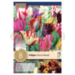 Bulbo Tulipán Papagayo Parrot Mixed