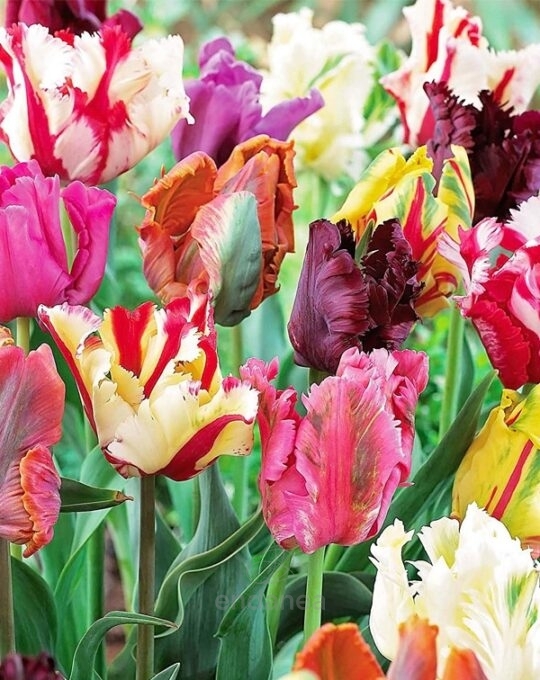 bulbo-tulipan-papagayo-parrot-mixed-flores