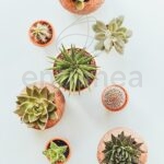 cactus-y-suculentas-desde-arriba