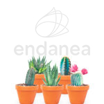 Cactus y Suculentas Pack Mix