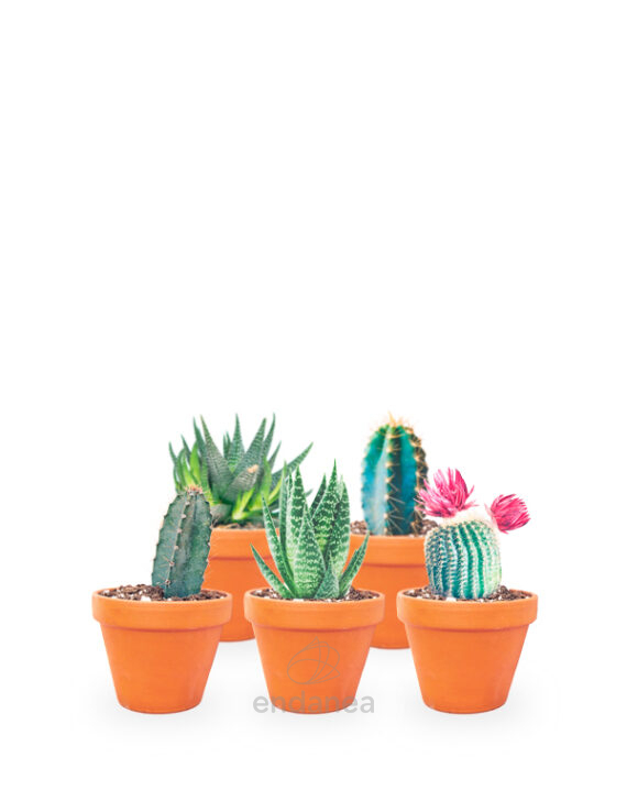 Cactus y Suculentas Pack Mix