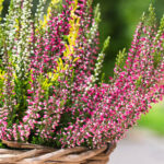 calluna-vulgaris-maceta-mimbre