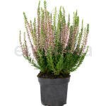Calluna Vulgaris Beauty Ladies Twin