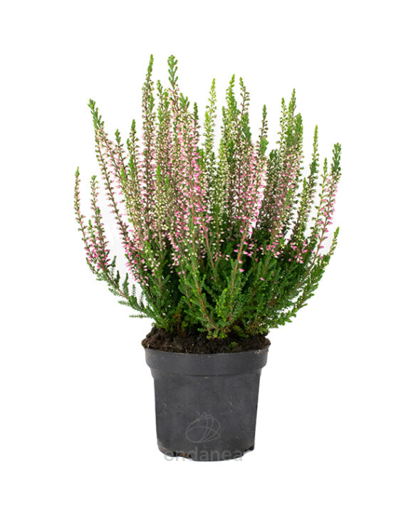 Calluna Vulgaris Beauty Ladies Twin