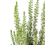 calluna-vulgaris-beauty-ladies-twin-balnca