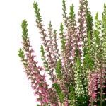 calluna-vulgaris-beauty-ladies-twin-bicolor