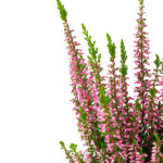 calluna-vulgaris-beauty-ladies-twin-fucsia