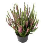 calluna-vulgaris-beauty-ladies-twin1