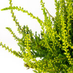 calluna-vulgaris-painted-amarillo