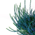 calluna-vulgaris-painted-azul
