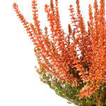 calluna-vulgaris-painted-naranja