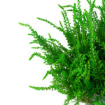 calluna-vulgaris-painted-verde