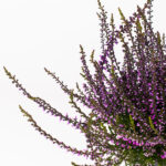 calluna-vulgaris-painted2