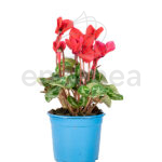 cyclamen-km0