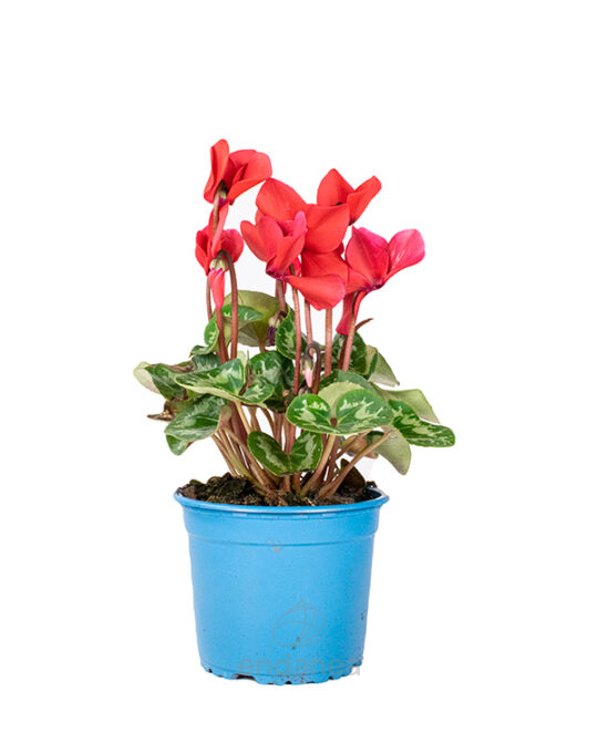 cyclamen km0