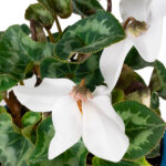 cyclamen-blanco