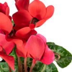 cyclamen-km0-rojo