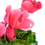 cyclamen-km0-rosa
