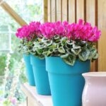 cyclamen fucsia