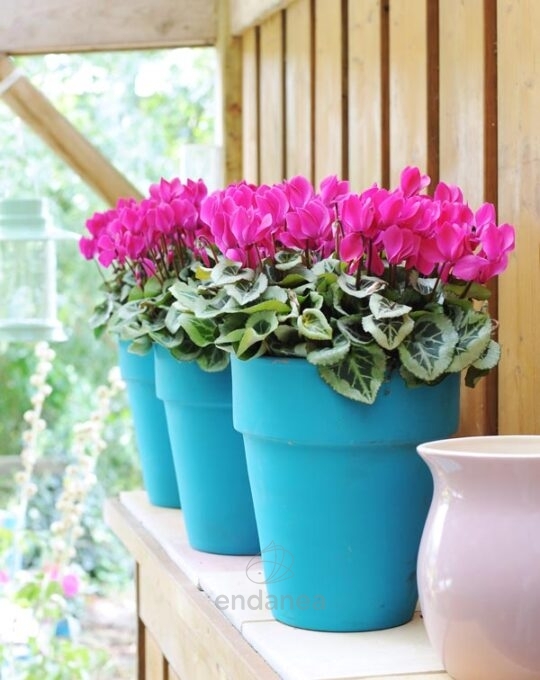 cyclamen-rosa-en-maceta