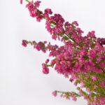 erica-gracilis-brezo-rosa