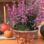 erica-gracilis-maceta-barro
