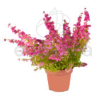 Erica Gracilis Planta de Exterior Otoño-Invierno