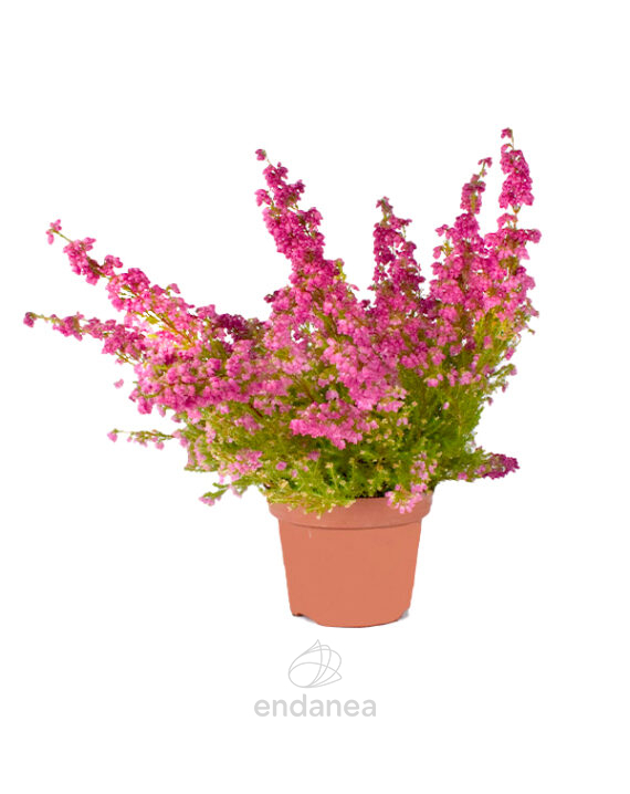 Erica Gracilis Planta de Exterior Otoño-Invierno