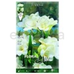 freessia-bulbo-flor-blanca