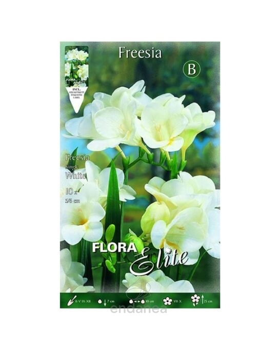 freessia-bulbo-flor-blanca