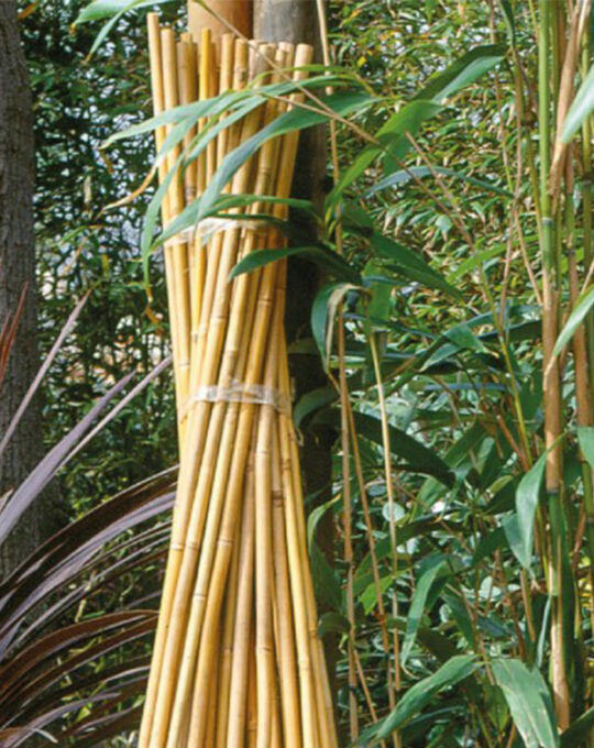 nature-tutor-bambu-natural-