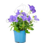 Platycodon Grandiflorus Km0