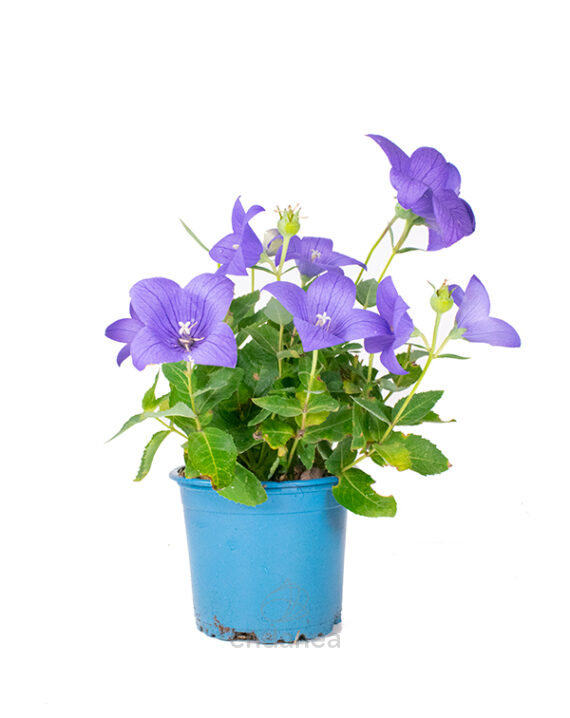 Platycodon Grandiflorus Km0