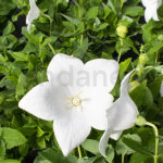 Platycodon Grandiflorus Km0 Flor Blanca