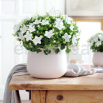 Platycodon Grandiflorus Km0 Maceta