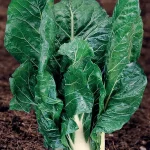 Semilla Acelga Verde de Penca Blanca 3 Batlle