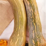 Semillas Ecológicas Calabaza Mallorca Tipo Vasca de Batlle