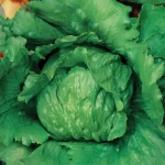 Semilla Lechuga Batavia Grandes Lagos Batlle