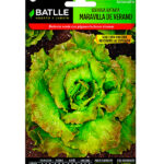 Semillas Lechuga Batavia Maravilla de Verano Batlle