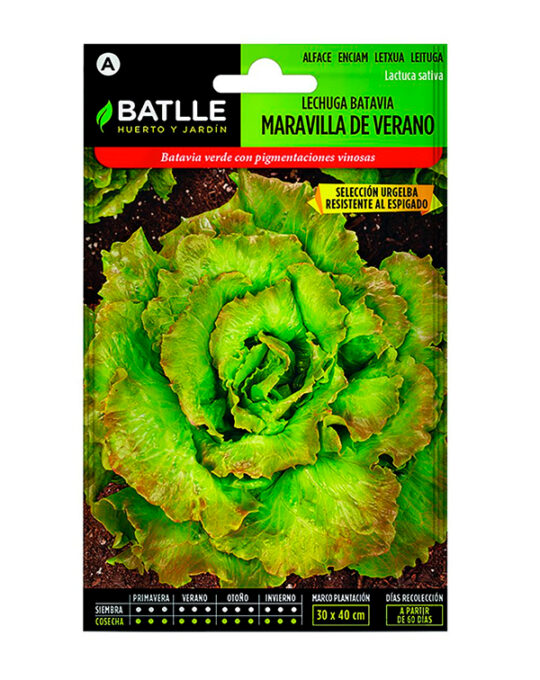 semilla-lechuga-batavia-maravilla-verano-batlle