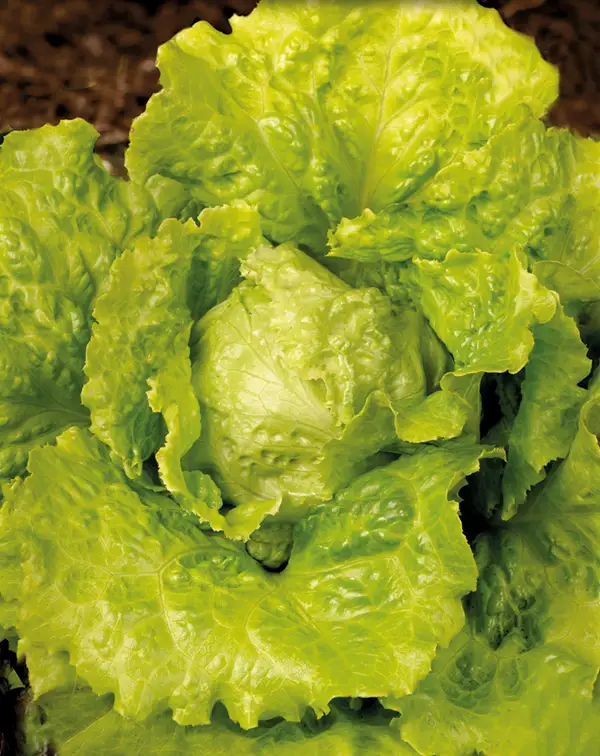 semilla-lechuga-batavia-solara-amarilla-batlle-fruto
