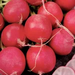 Semilla Rabanito Redondo Rojo Batlle