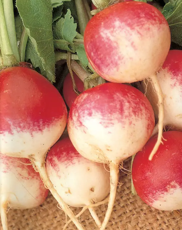 semilla-rabanito-redondo-rojo-punta-blanca-batlle-frutos